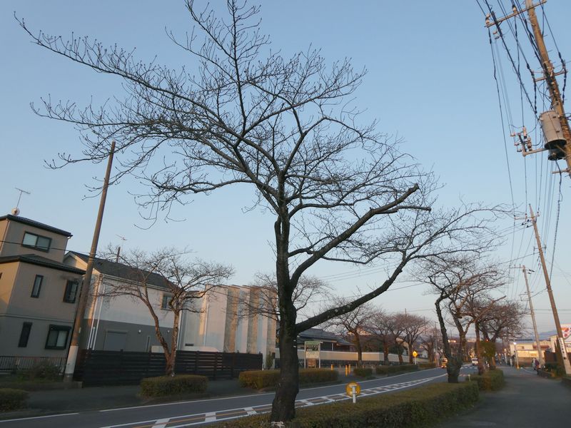 はだの桜みちの桜03-2025.03.22
