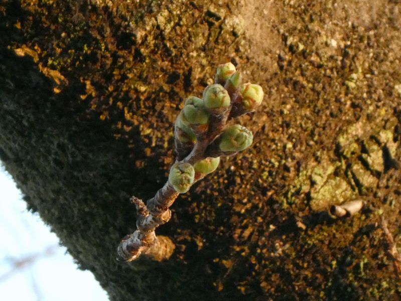 カルチャーパーク前の桜01-2025.03.23
