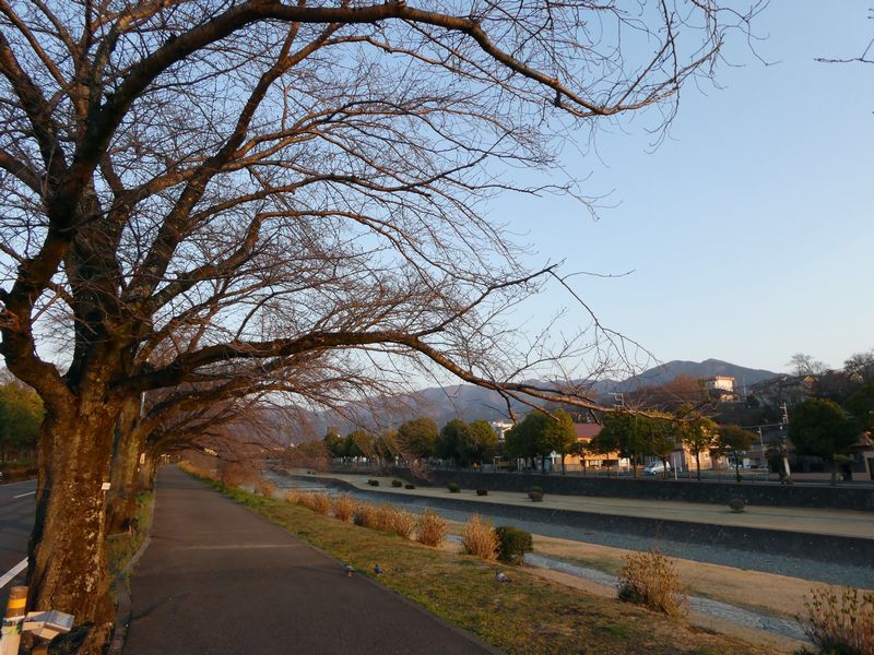 カルチャーパーク前の桜02-2025.03.23
