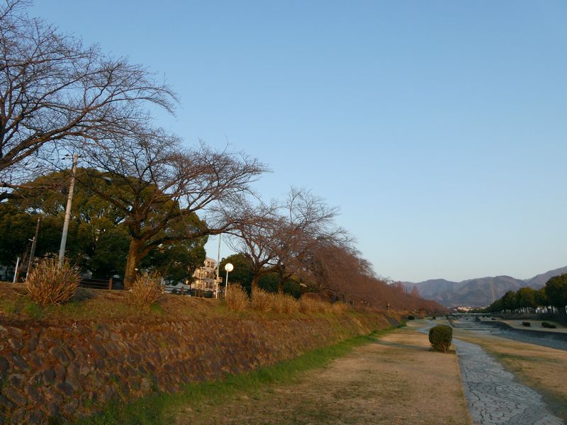 カルチャーパーク前の桜03-2025.03.23