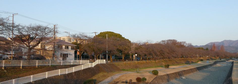 富士見大橋からみた桜01-2025.03.23