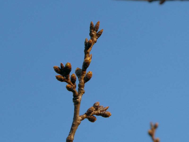 秦野市役所の桜01-2025.03.23