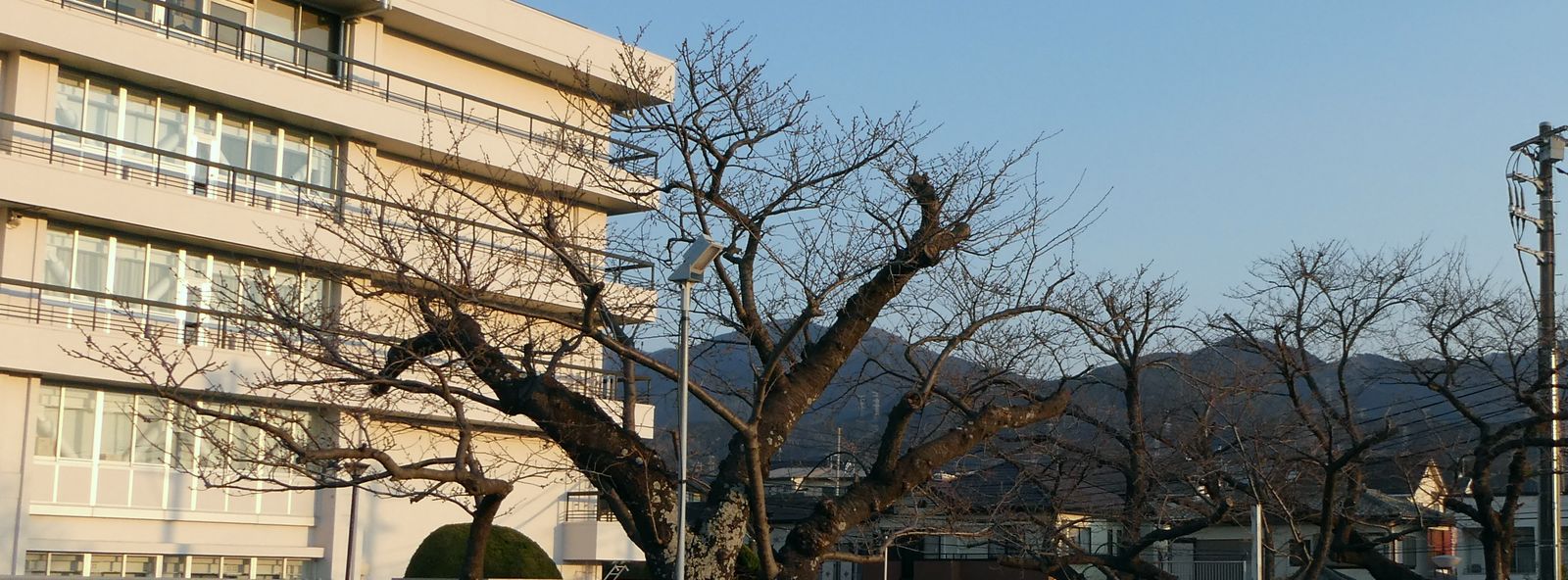 秦野市役所の桜02-2025.03.23