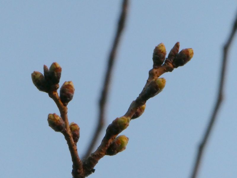 はだの桜みちの桜01-2025.03.23