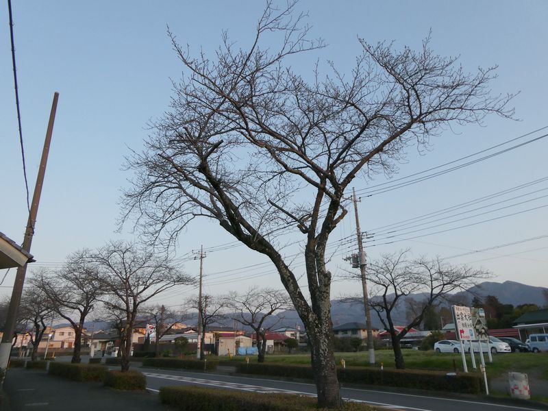 はだの桜みちの桜02-2025.03.23