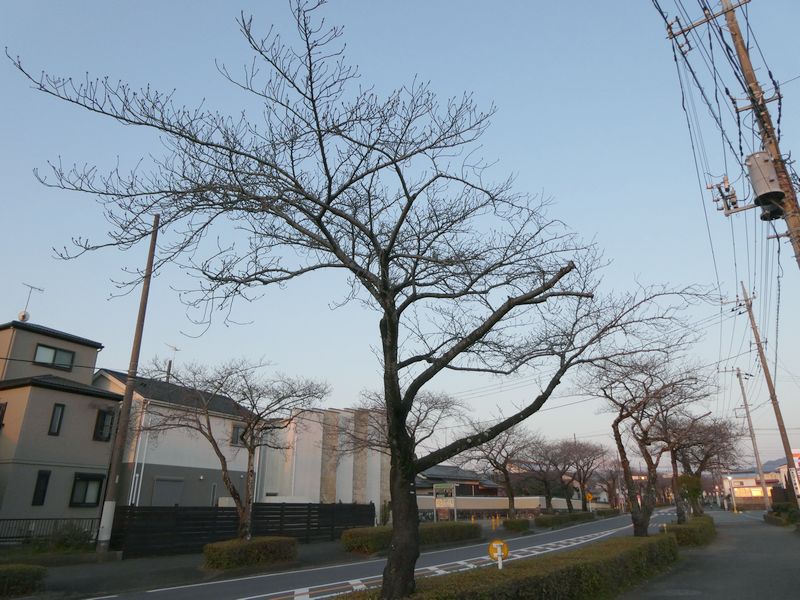 はだの桜みちの桜03-2025.03.23