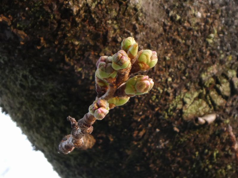 カルチャーパーク前の桜01-2025.03.24