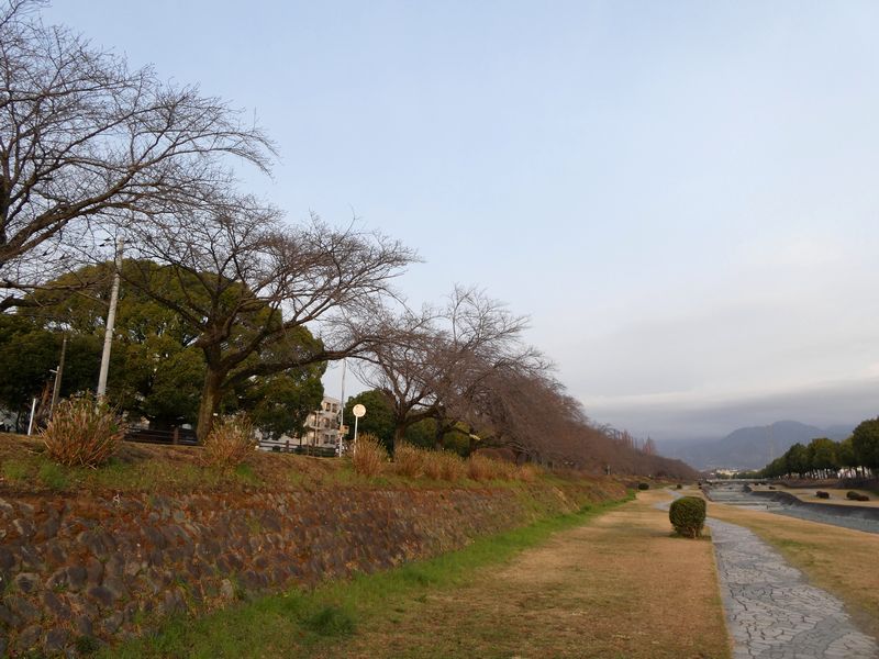 カルチャーパーク前の桜03-2025.03.24
