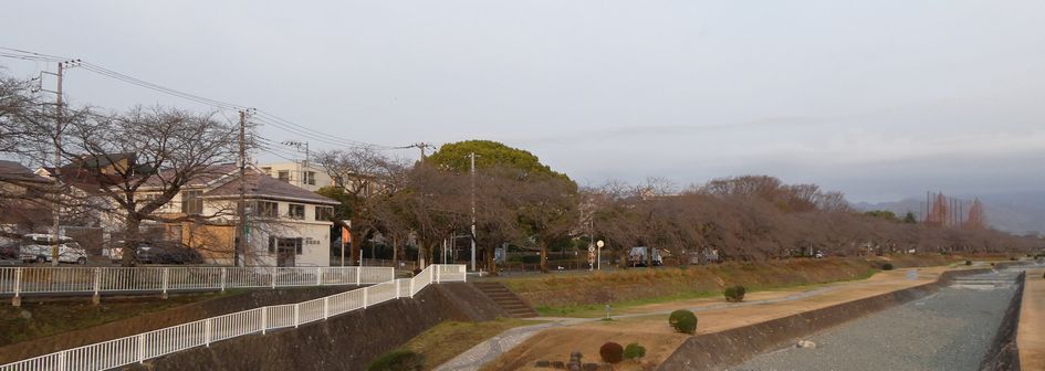 富士見大橋からみた桜01-2025.03.24