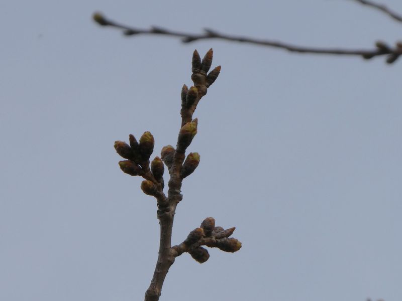秦野市役所の桜01-2025.03.24