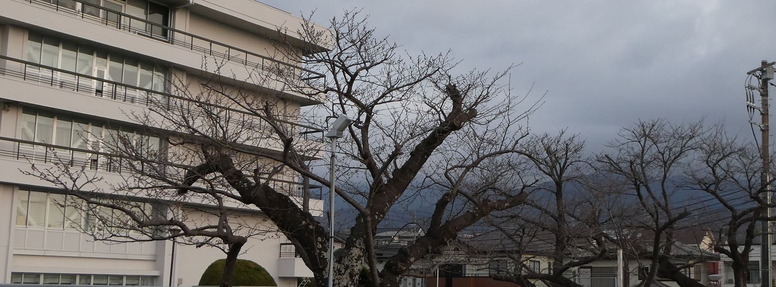 秦野市役所の桜02-2025.03.24