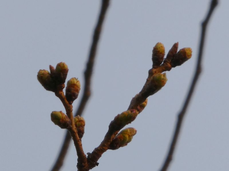 はだの桜みちの桜01-2025.03.24