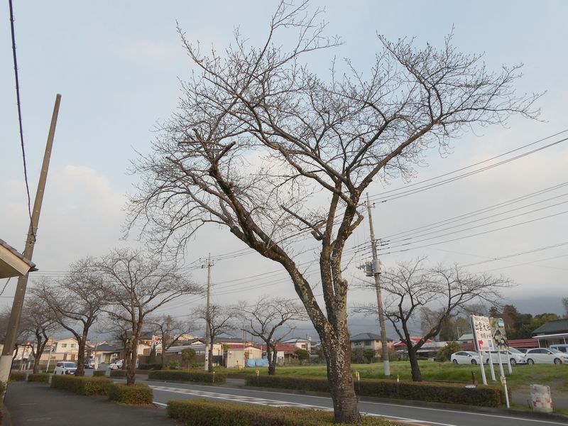 はだの桜みちの桜02-2025.03.24