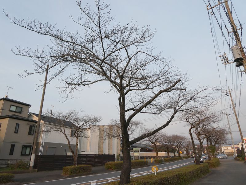 はだの桜みちの桜03-2025.03.24