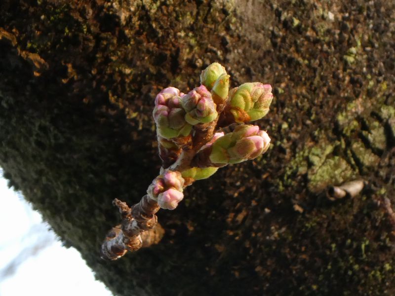カルチャーパーク前の桜01-2025.03.25