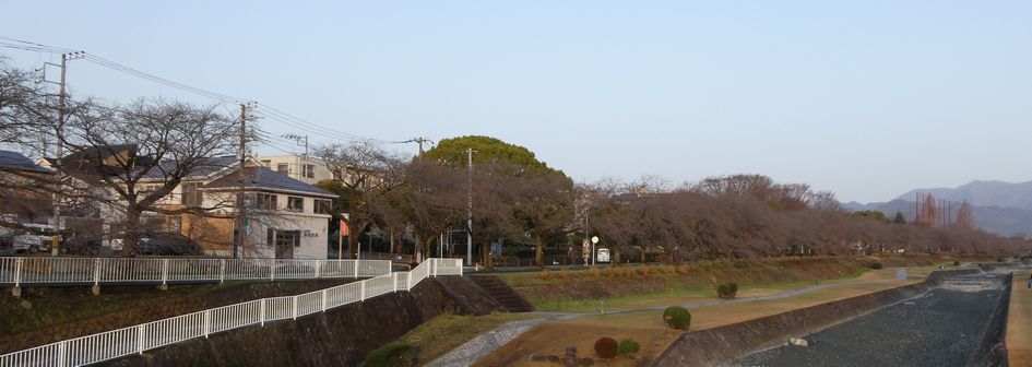 富士見大橋からみた桜01-2025.03.25