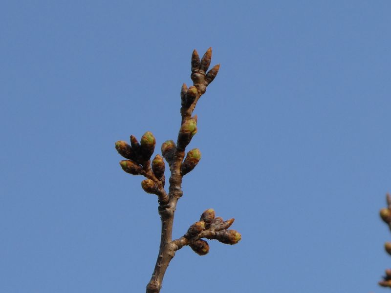 秦野市役所の桜01-2025.03.25