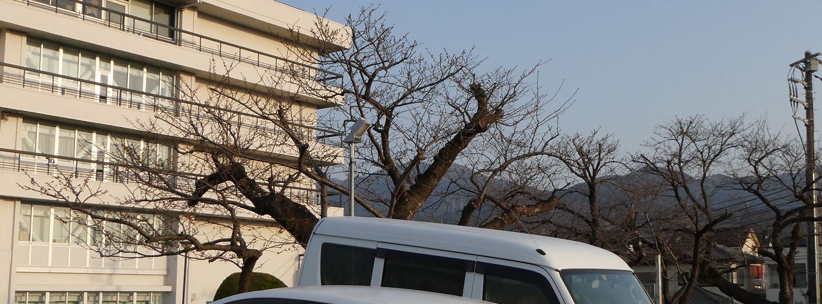 秦野市役所の桜02-2025.03.25