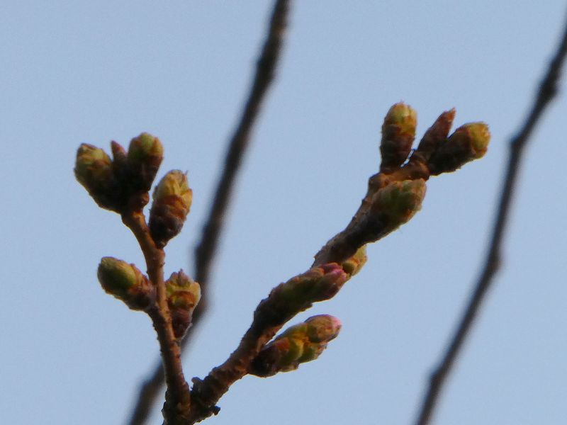はだの桜みちの桜01-2025.03.25