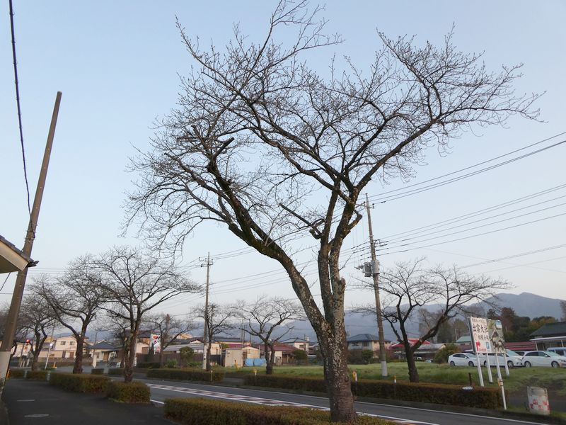 はだの桜みちの桜02-2025.03.25