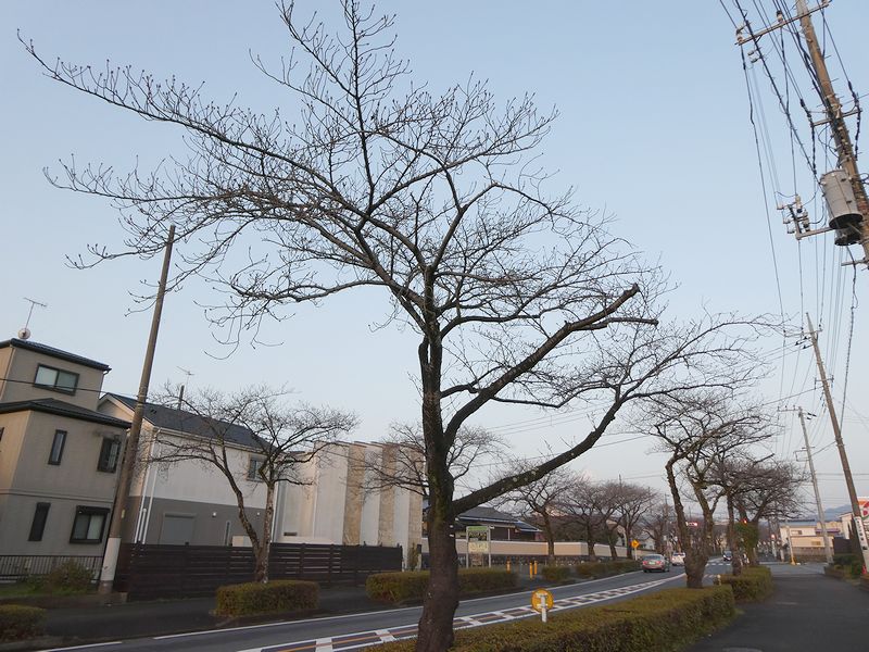 はだの桜みちの桜03-2025.03.25