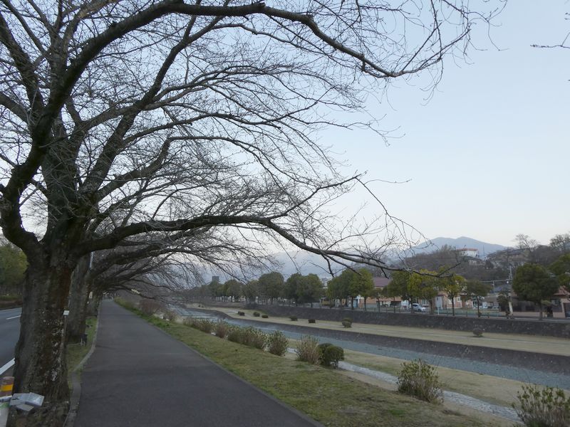 カルチャーパーク前の桜02-2025.03.26