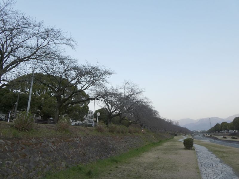 カルチャーパーク前の桜03-2025.03.26