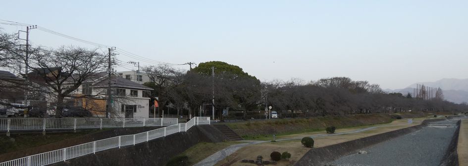 富士見大橋からみた桜01-2025.03.26