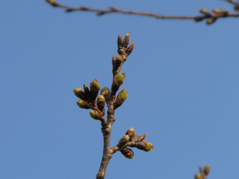 秦野市役所の桜01-2025.03.26