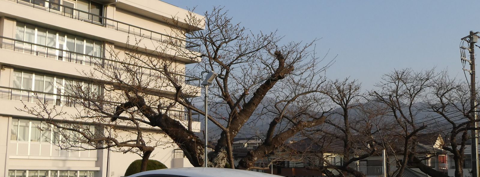 秦野市役所の桜02-2025.03.26