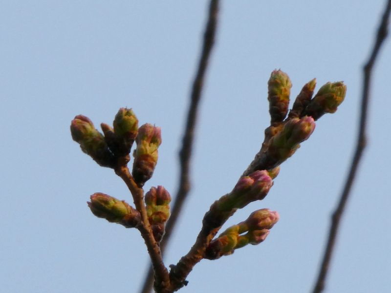 はだの桜みちの桜01-2025.03.26