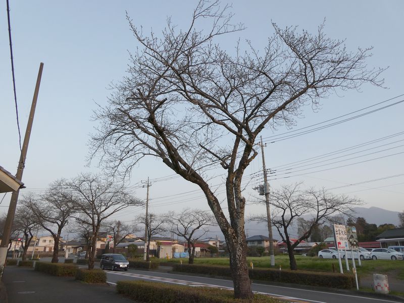 はだの桜みちの桜02-2025.03.26