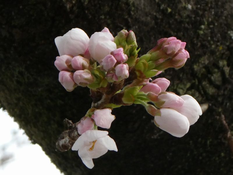 カルチャーパーク前の桜01-2025.03.27