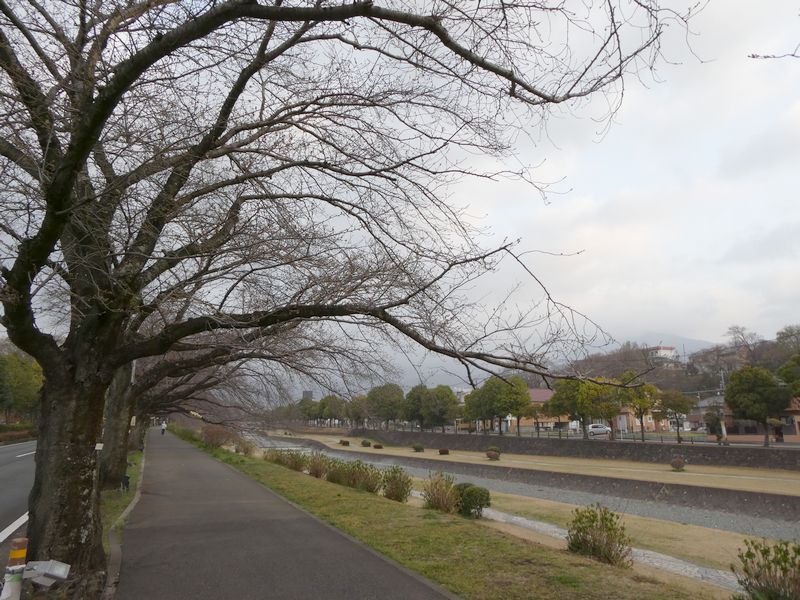 カルチャーパーク前の桜02-2025.03.27