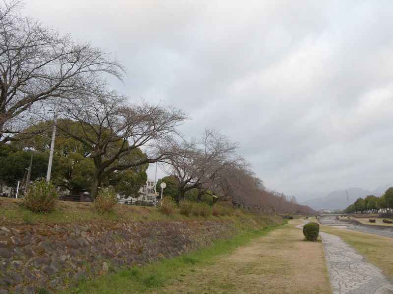 カルチャーパーク前の桜03-2025.03.27