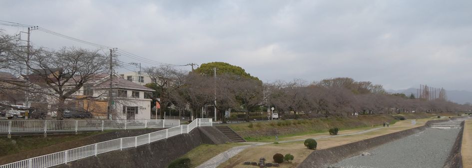 富士見大橋からみた桜01-2025.03.27