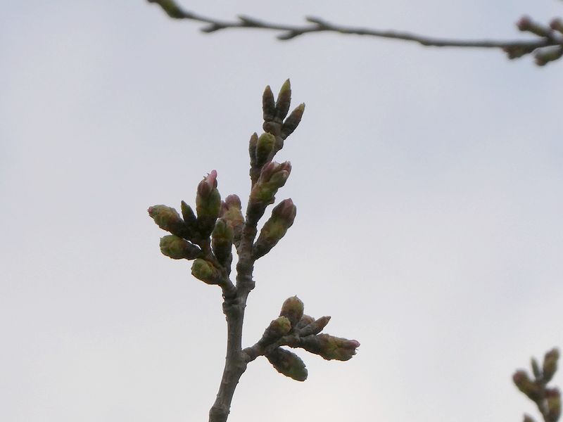 秦野市役所の桜01-2025.03.27