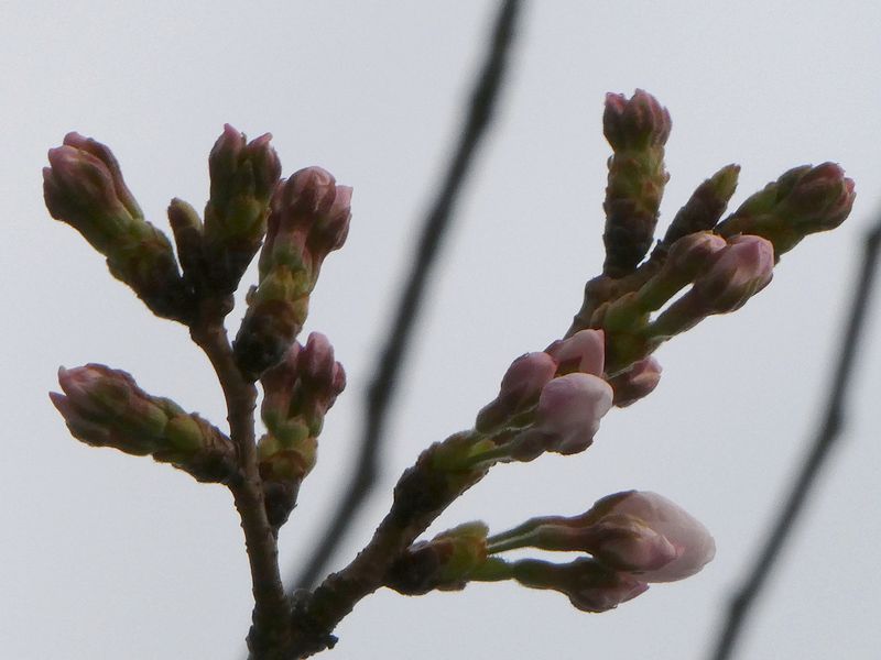 はだの桜みちの桜01-2025.03.27
