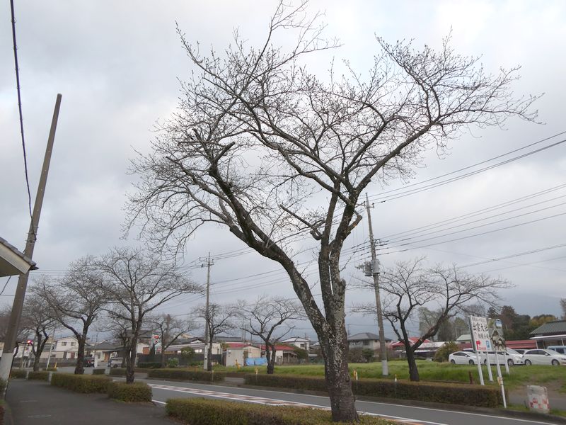 はだの桜みちの桜02-2025.03.27