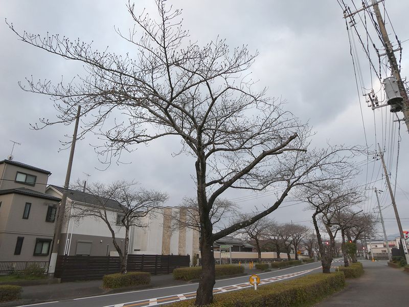はだの桜みちの桜03-2025.03.27