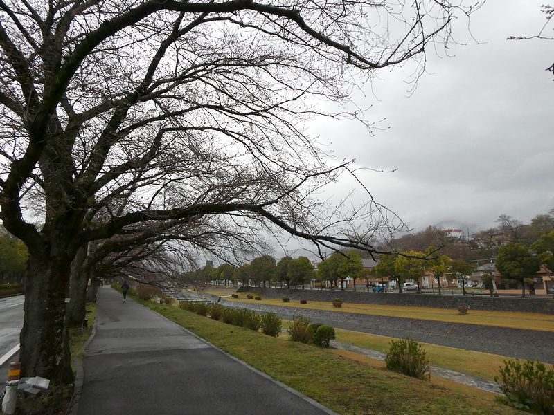 カルチャーパーク前の桜02-2025.03.28