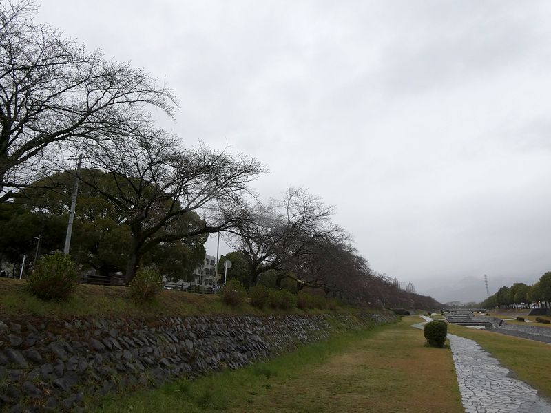 カルチャーパーク前の桜03-2025.03.28