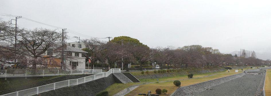 富士見大橋からみた桜01-2025.03.28