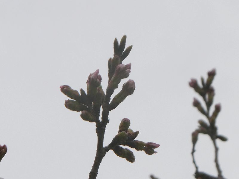 秦野市役所の桜01-2025.03.28