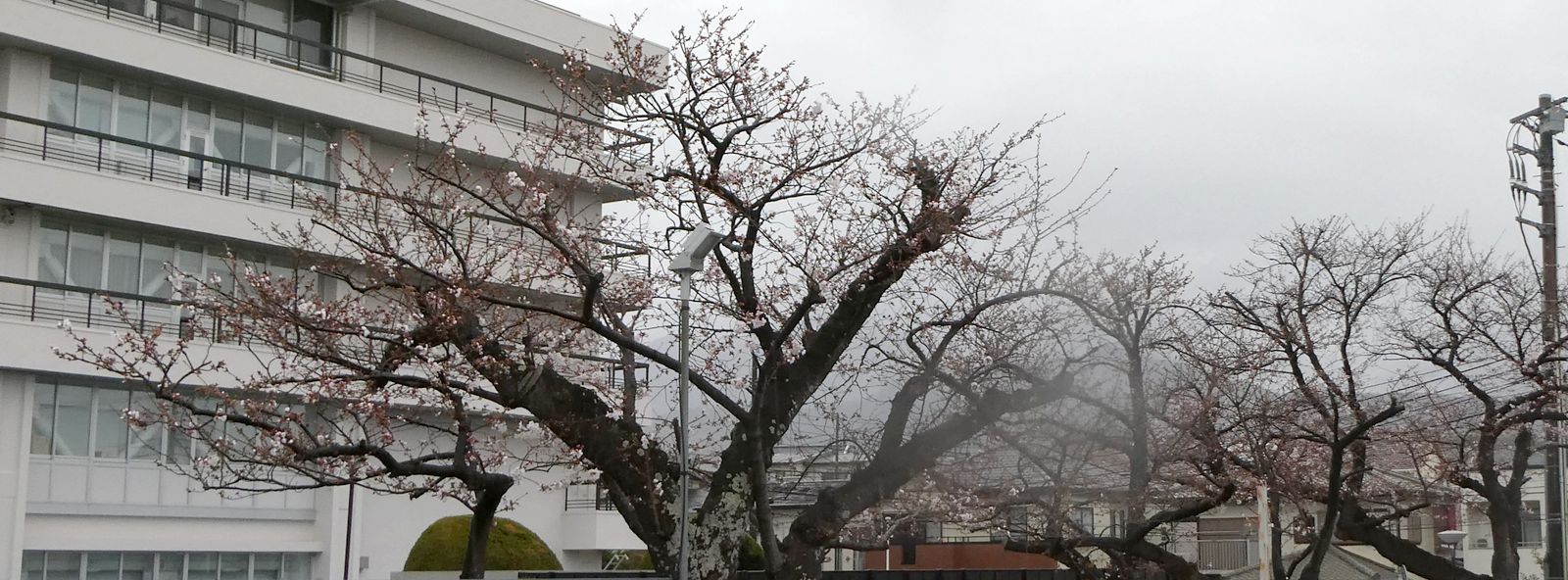 秦野市役所の桜02-2025.03.28