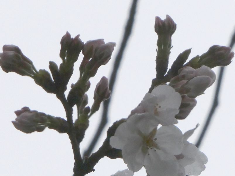 はだの桜みちの桜01-2025.03.28