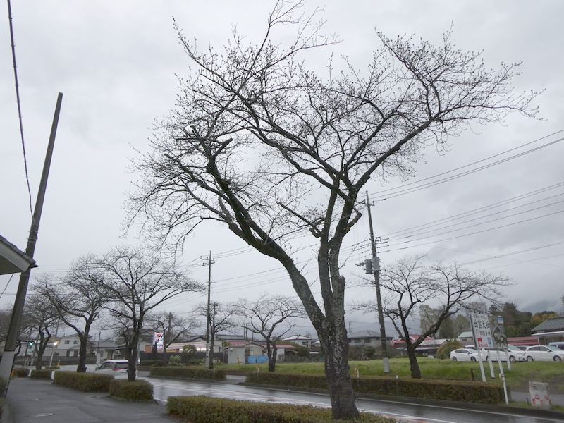 はだの桜みちの桜02-2025.03.28