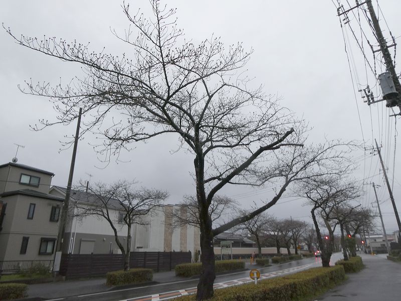 はだの桜みちの桜03-2025.03.28