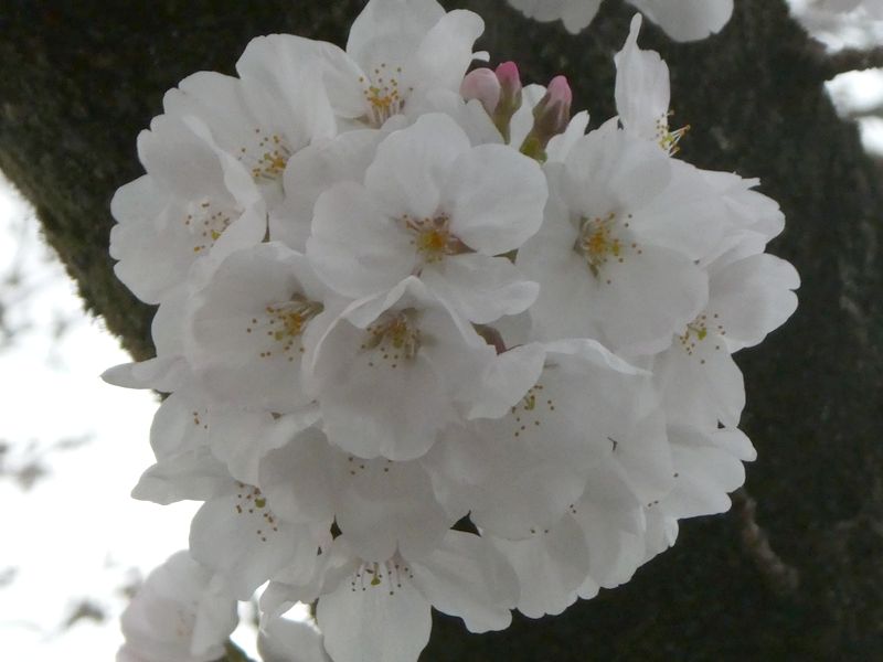 カルチャーパーク前の桜01-2025.03.29