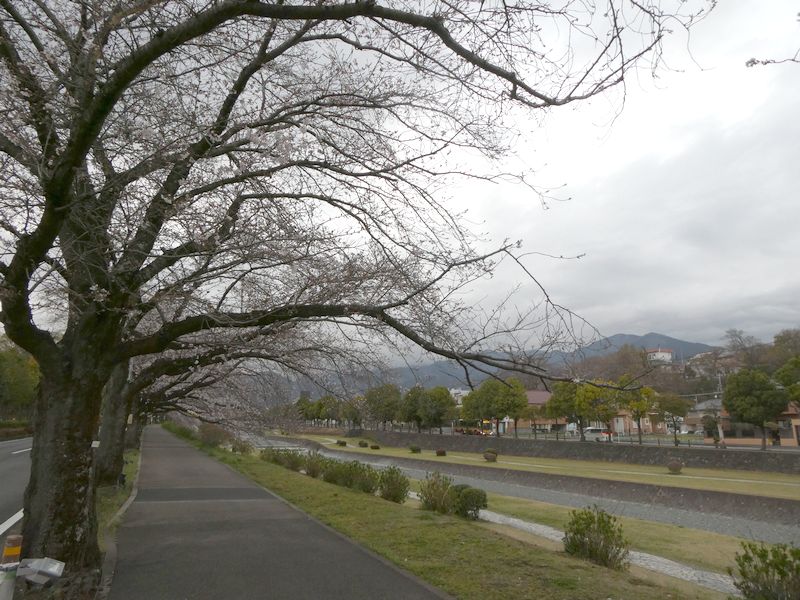 カルチャーパーク前の桜02-2025.03.29